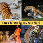 Секрет крадущегося Тигра